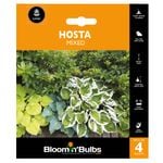 Bloomin Bulbs Hosta Mixed - 4 Pack