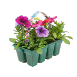 Colourmax Petunias - Petunia hybrida - 8 Pack