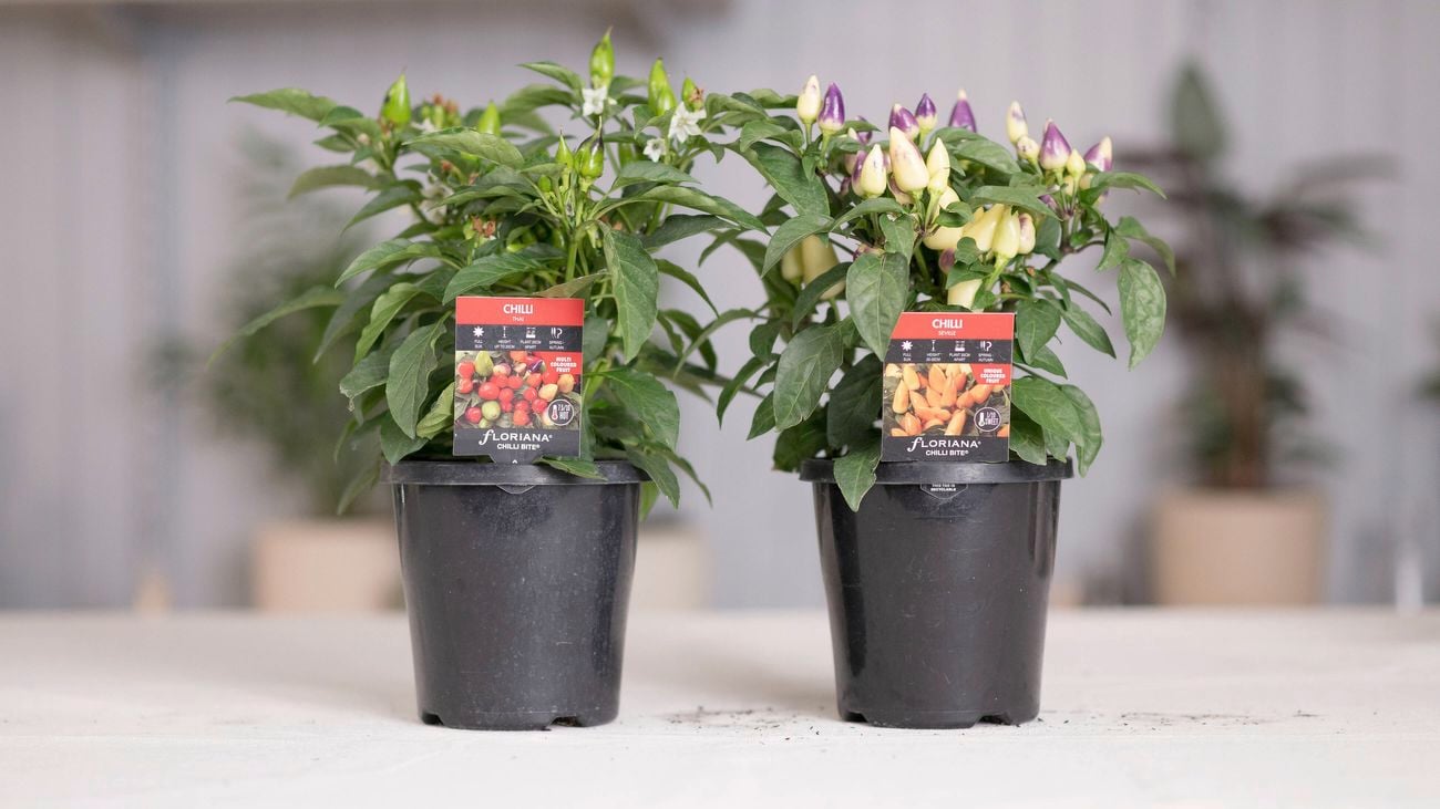Green and Purple chilli plant.