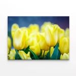 Flowers Known As Lady Tulips  Print 100% Australian Made 120 x 90cm  (Stretched)
