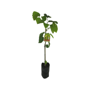 10L Cherimoya Bronceada - Annona cherimola