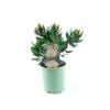 150mm Pincushion - Leucospermum maui Magic