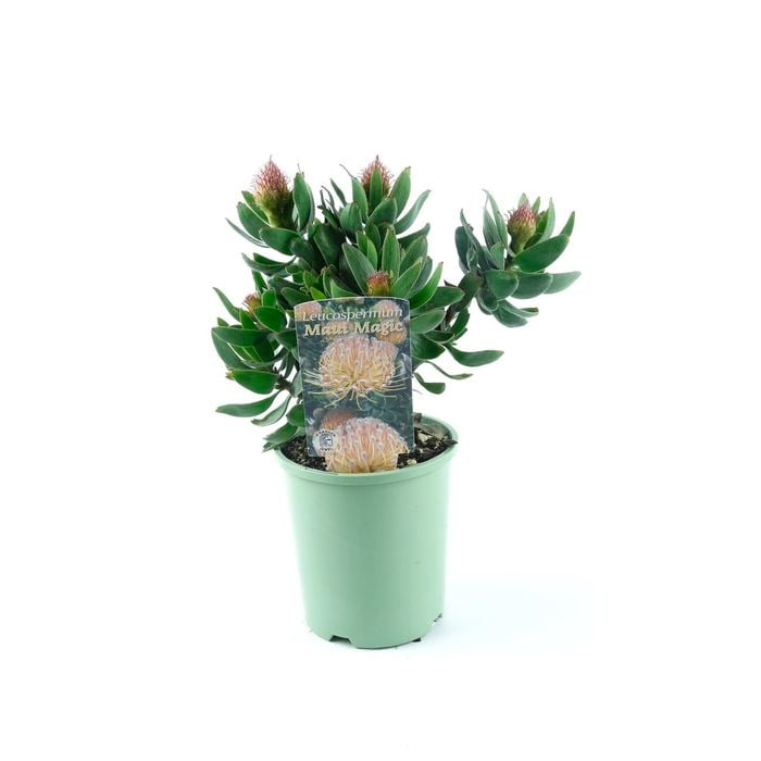 150mm Pincushion - Leucospermum maui Magic