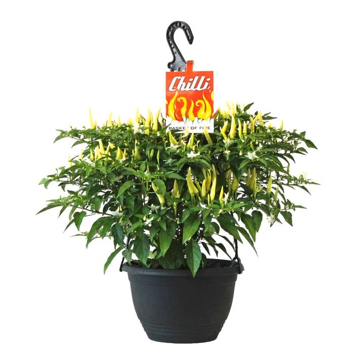 200mm Chilli Hanging Basket Of Fire - Capsicum frutescens
