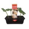 Punnet Cucumber Crystal Apple - Cucumis sativis - Grow Your Own Range