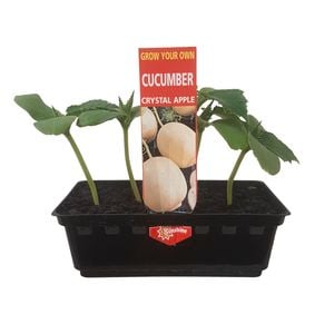 Punnet Cucumber Crystal Apple - Cucumis sativis - Grow Your Own Range