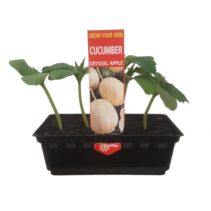 Punnet Cucumber Crystal Apple - Cucumis sativis - Grow Your Own Range