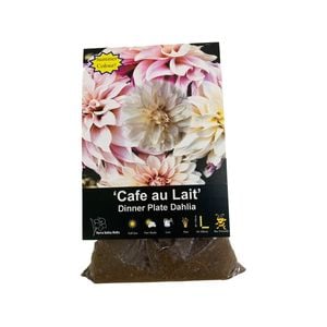 Yarra Valley Bulbs Dahlia Cafe Au Lait - 1 Pack