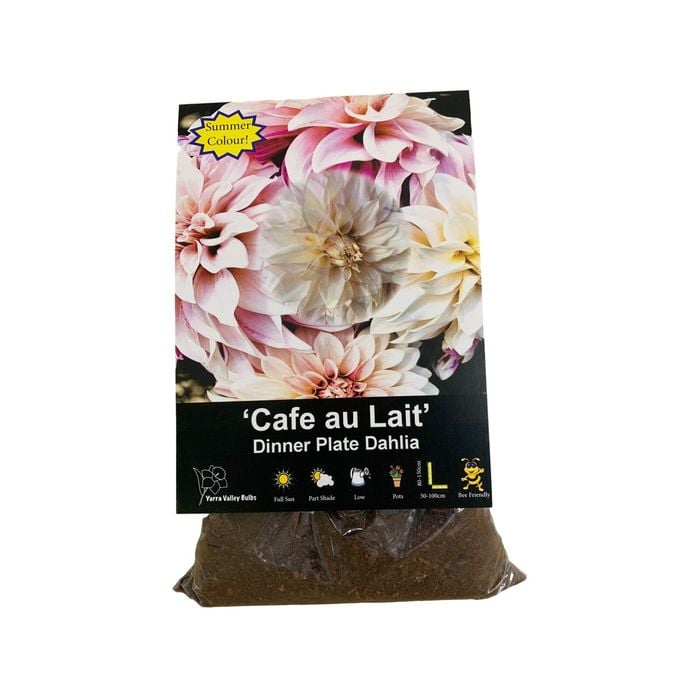 Yarra Valley Bulbs Dahlia Cafe Au Lait - 1 Pack