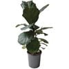 170mm Fiddle Leaf Fig - Ficus lyrata