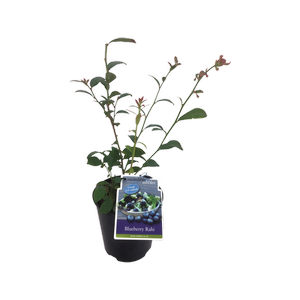 1.9L Plant Blueberry Rahi - Vaccinium spp