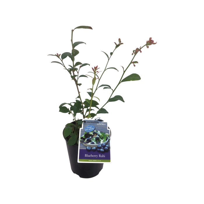 1.9L Plant Blueberry Rahi - Vaccinium spp
