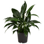 120mm Peace Lily - Spathiphyllum Royal