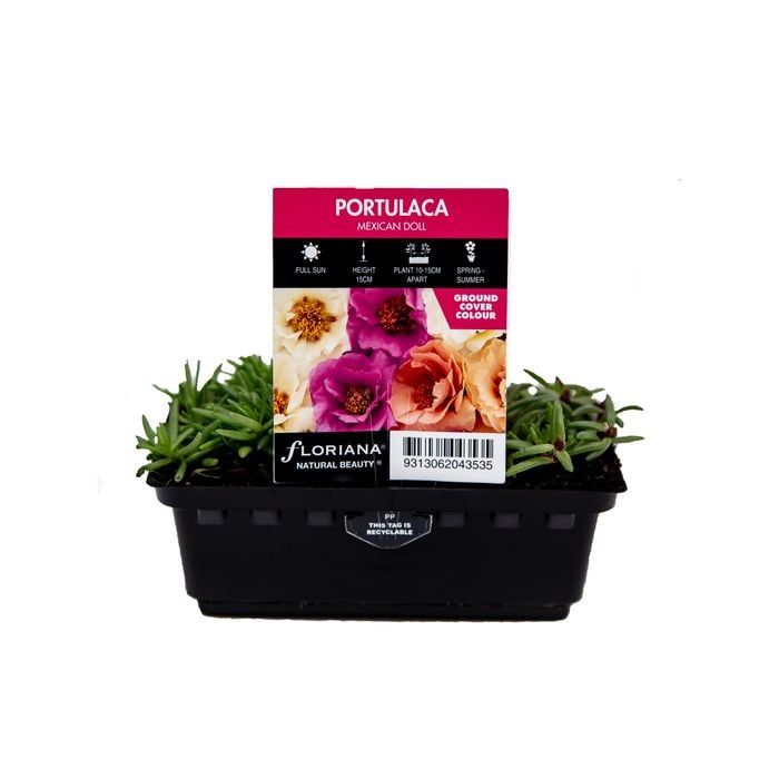 Portulaca Mexican Doll Punnet - Portulaca grandiflora