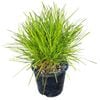1.3L Echidna Grass - Lomandra Echidna