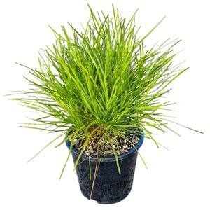 1.3L Echidna Grass - Lomandra Echidna