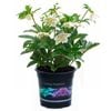 2.5L White Tutu Winter Rose - Helleborus