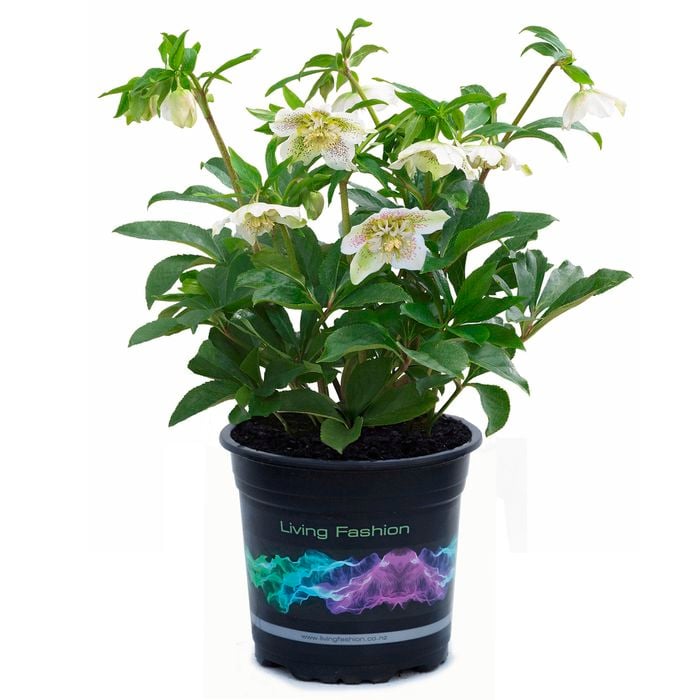 2.5L White Tutu Winter Rose - Helleborus