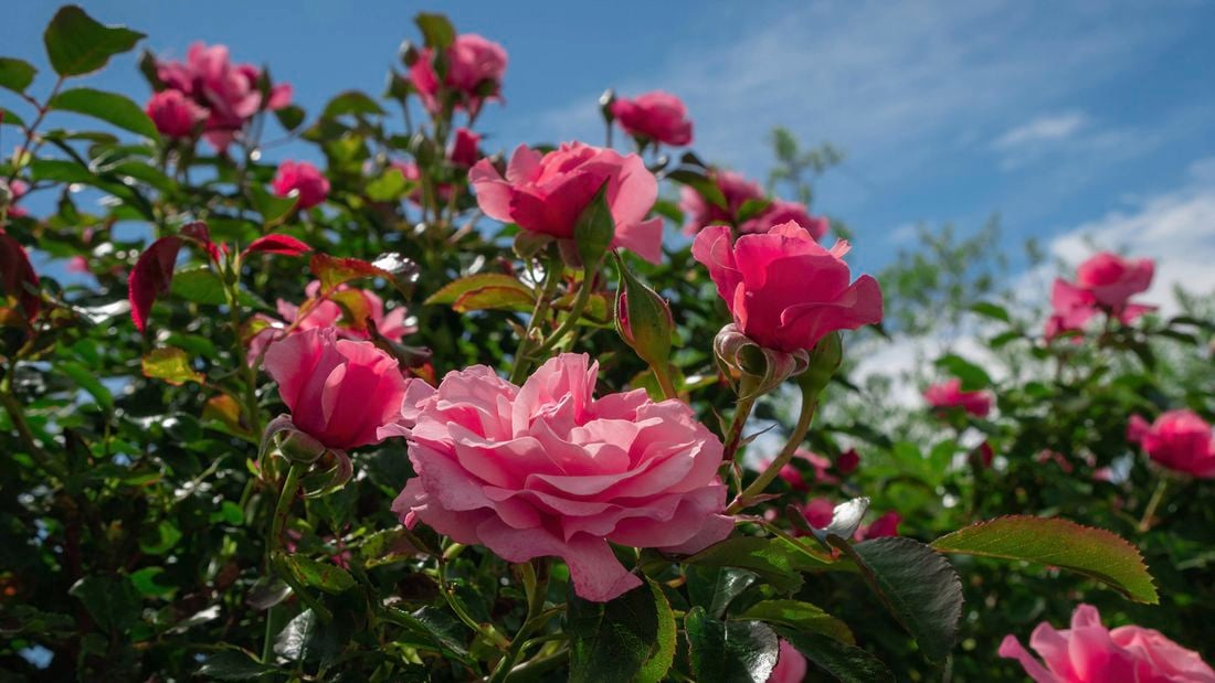 Close up of pink roses blooming on a bush against a blue sky.