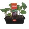 Supreme Eggplant Punnet - Solanum melongena
