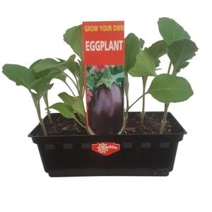 Supreme Eggplant Punnet - Solanum melongena