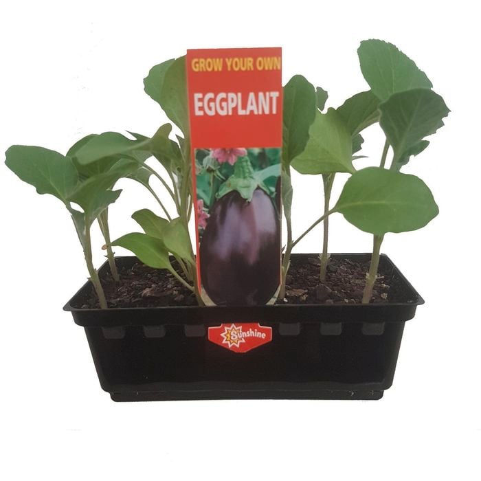 Supreme Eggplant Punnet - Solanum melongena