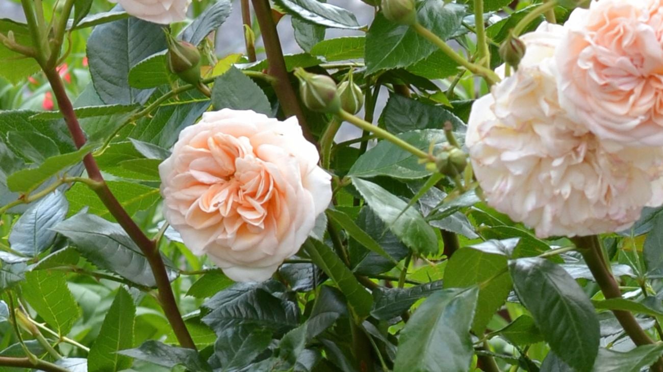 A close-up image of a Showpiece Champagne rose bloom