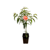 180mm Dwarf Nectarine Tuscany - Prunus Persica