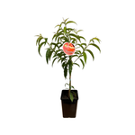 180mm Dwarf Nectarine Tuscany - Prunus Persica