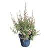 4L Tea Tree / Manuka - Leptospermum scoparium Blossom