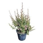 4L Tea Tree / Manuka - Leptospermum Blossom