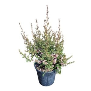 4L Tea Tree / Manuka - Leptospermum scoparium Blossom