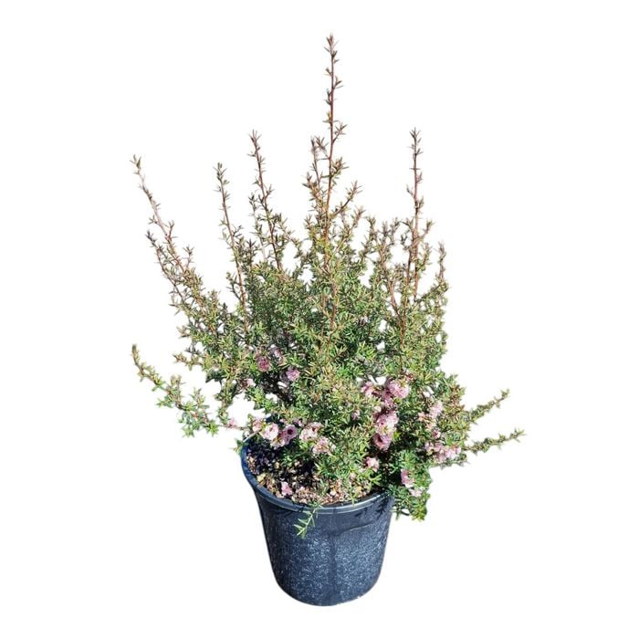 4L Tea Tree / Manuka - Leptospermum scoparium Blossom