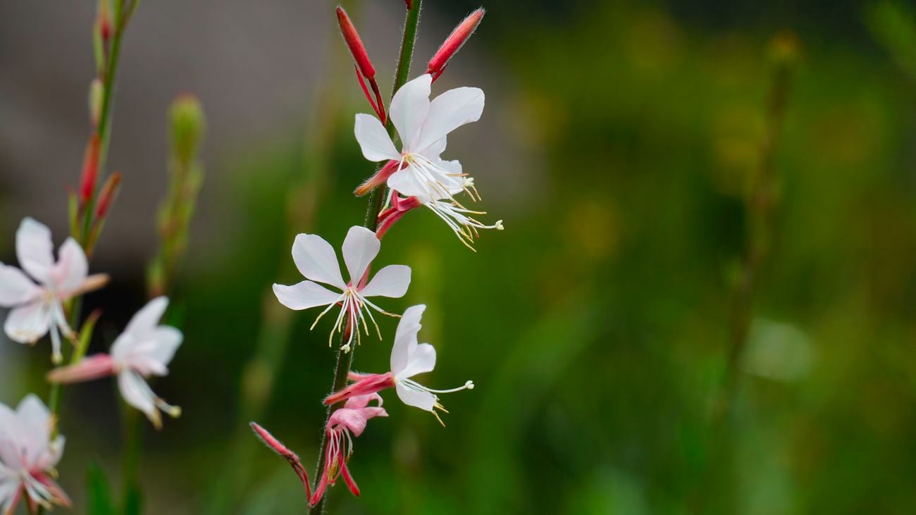 Close up of a gaura plant with a few red flowers with white petals, growing from tall thin stems.