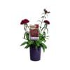 140mm Double Crown - Dianthus barbatus