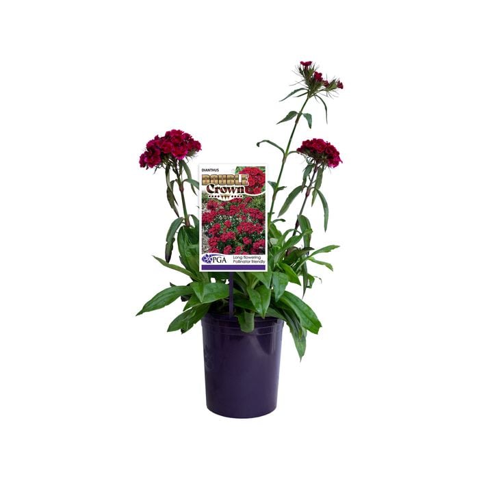 140mm Double Crown - Dianthus barbatus