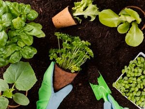 Topdown view of a garden bed with plants and a trowel
