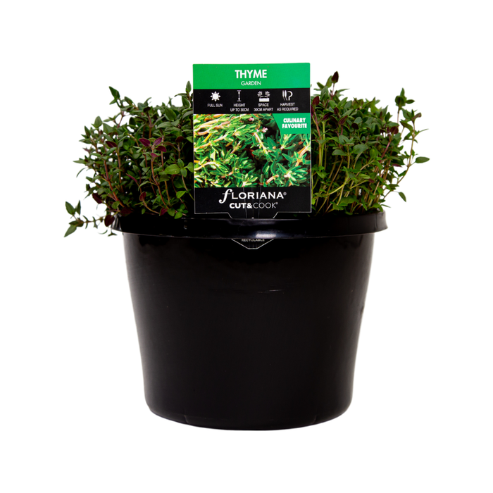 180mm Thyme Garden - Thymus vulgaris