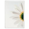 Galrie Stunning CloseUp Daisy Flower Art Print Nature Photography for Home Decor, White Frame, 70 x 100cm (28 x 40inch)