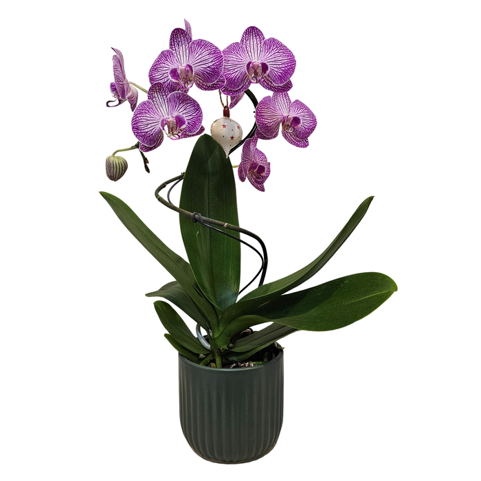 120mm Moth Orchid -  Phalaenopsis - Christmas Spiral In Green Ceramic
