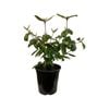 3.5L Viburnum Burkwoodii - Viburnum x burkwoodii