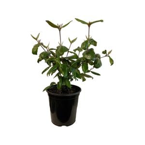 3.5L Viburnum Burkwoodii - Viburnum x burkwoodii