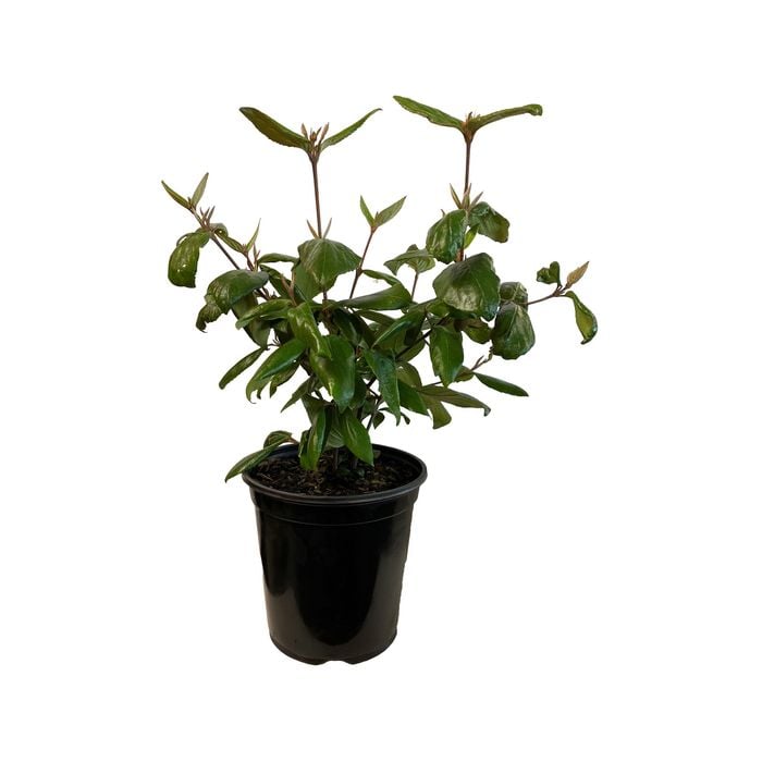 3.5L Viburnum Burkwoodii - Viburnum x burkwoodii