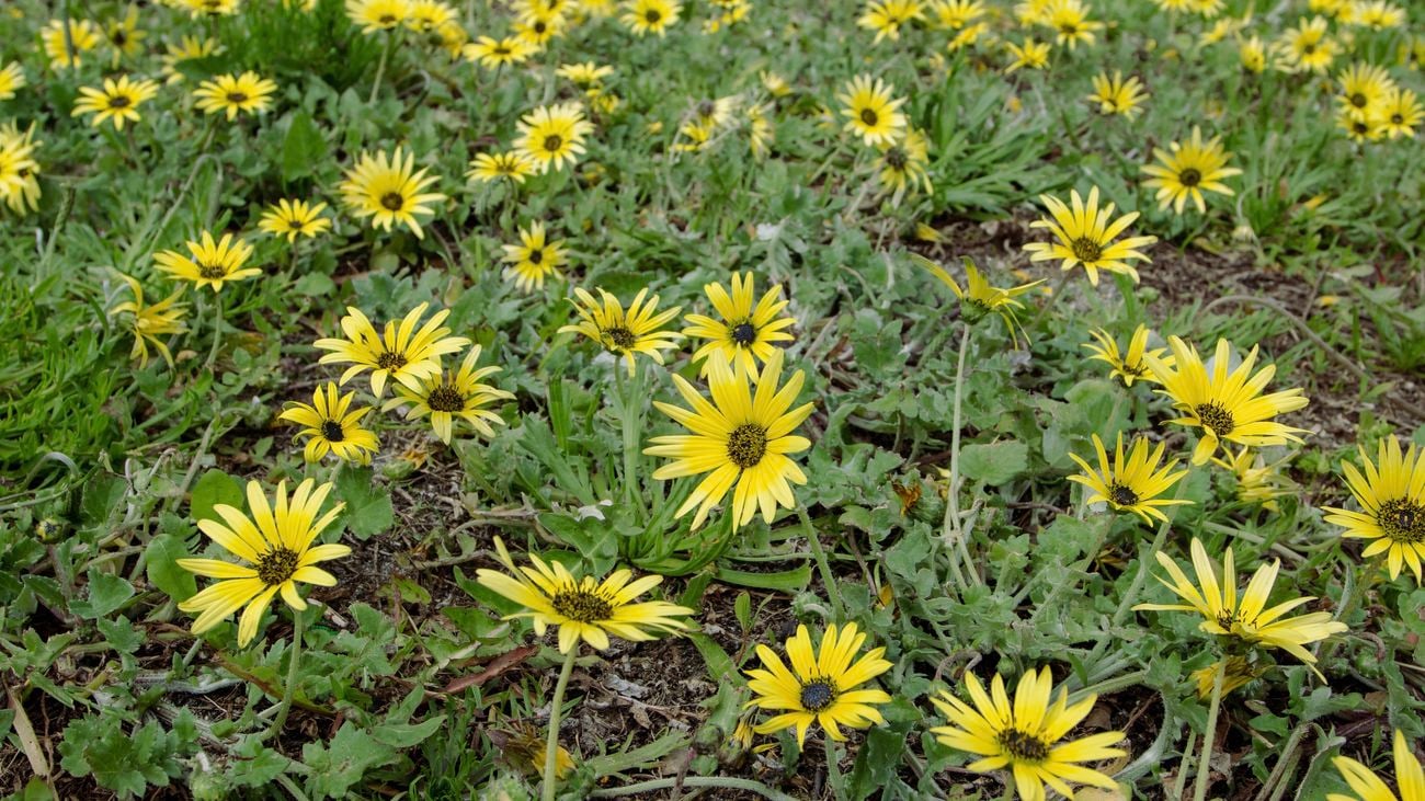 Bright yellow cape dandelion plants in grass field