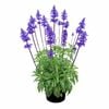 2.5L Salvia Sallyfun Assorted - Salvia farinacea