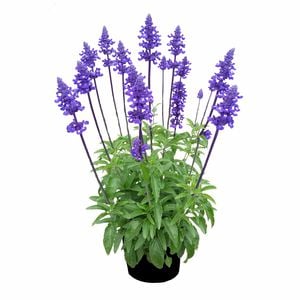 2.5L Salvia Sallyfun Assorted - Salvia farinacea