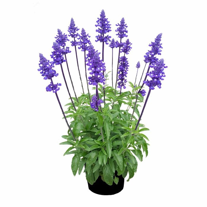 2.5L Salvia Sallyfun Assorted - Salvia farinacea