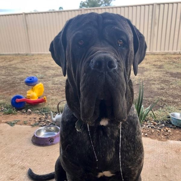 Neo Mastiff dog in backyard.