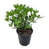 3.3L Vireya Jiminy Cricket - Rhododendron vireya
