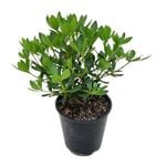 3.3L Vireya Jiminy Cricket - Rhododendron vireya